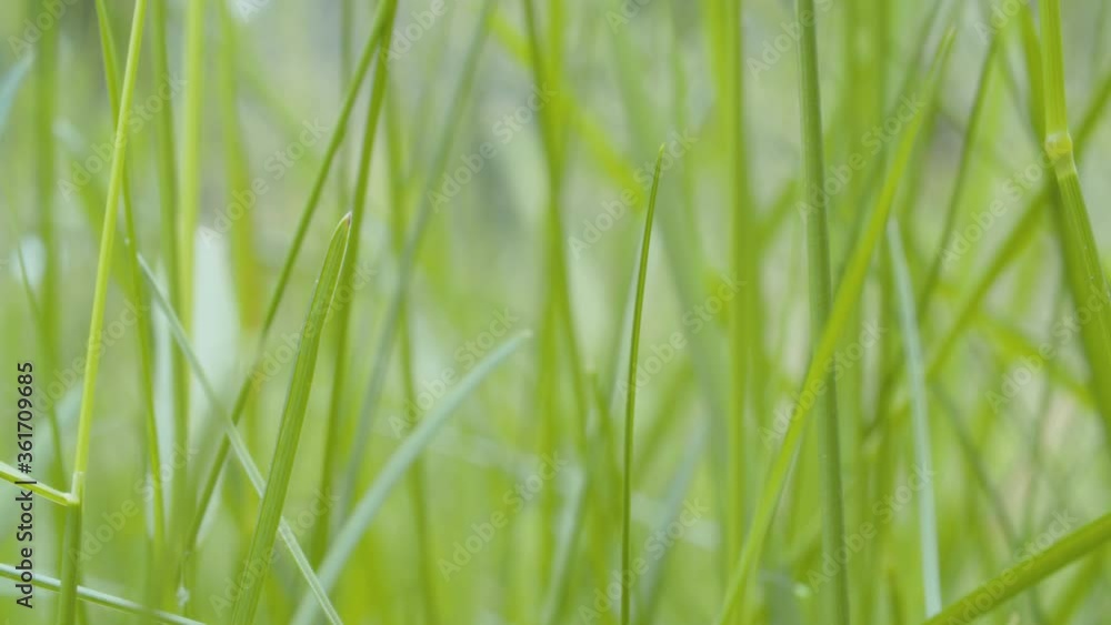 Close up view of the grass in summer on the meadow. Macro shooting, camera slowly moving along the grass. Seasonal natural scene. Natural background Close up view of the grass in summer on the meadow. Macro shooting, camera slowly moving along the grass. Seasonal natural scene. Natural background