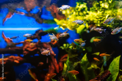 beautiful colorful Moenkhausia pittieri fish swimming in water photo