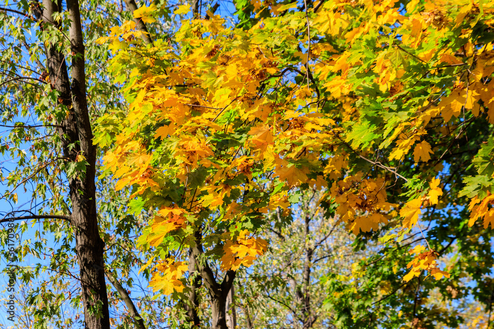 Close-up of maple tree with yellow and green leaves at autumn Close-up of maple tree with yellow and green leaves at autumn