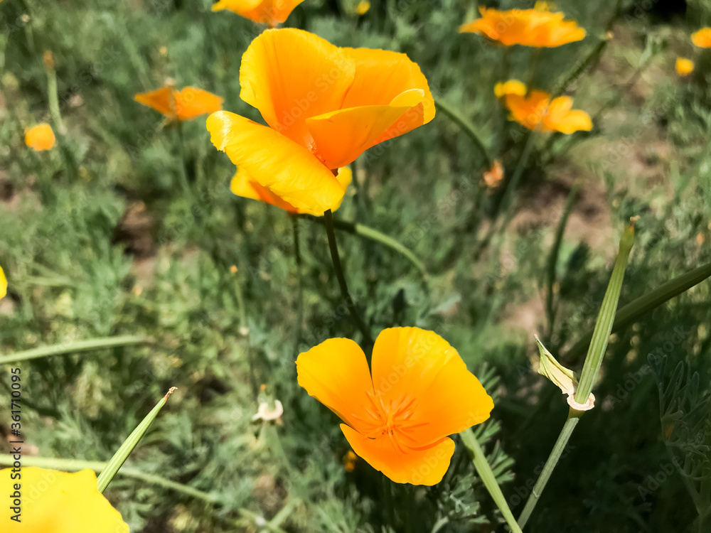 Fototapeta premium Yellow poppy flower