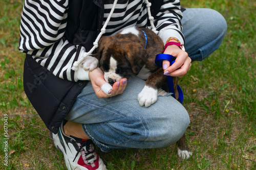 A puppy german boxer is given a treat for a correctly perfomed command outdoors photo