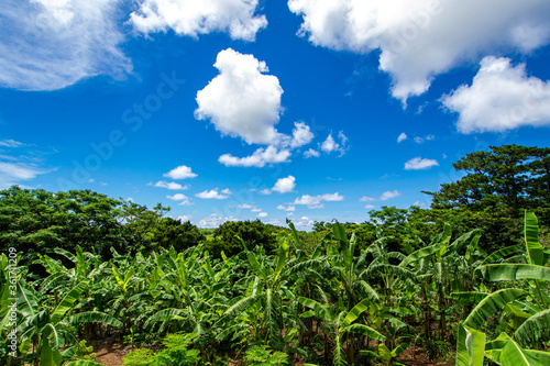 沖縄 バナナ畑