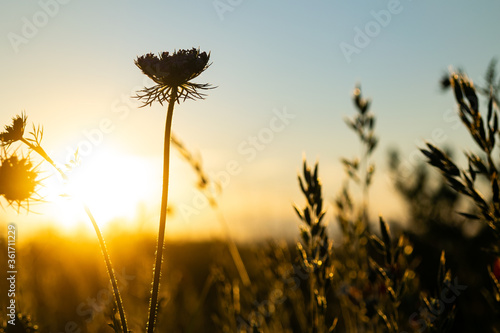 wheat field at sunset