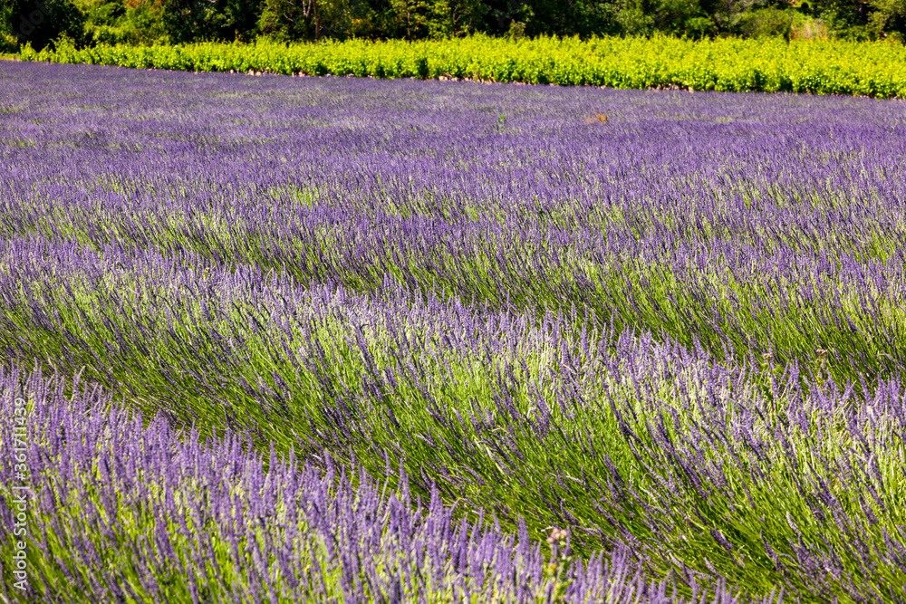 Fototapeta premium lavender fields Provence France