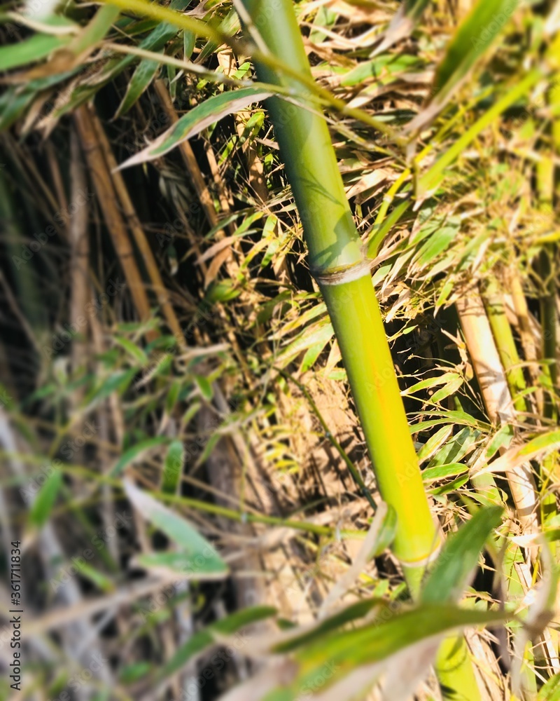 Fototapeta premium grass in the forest