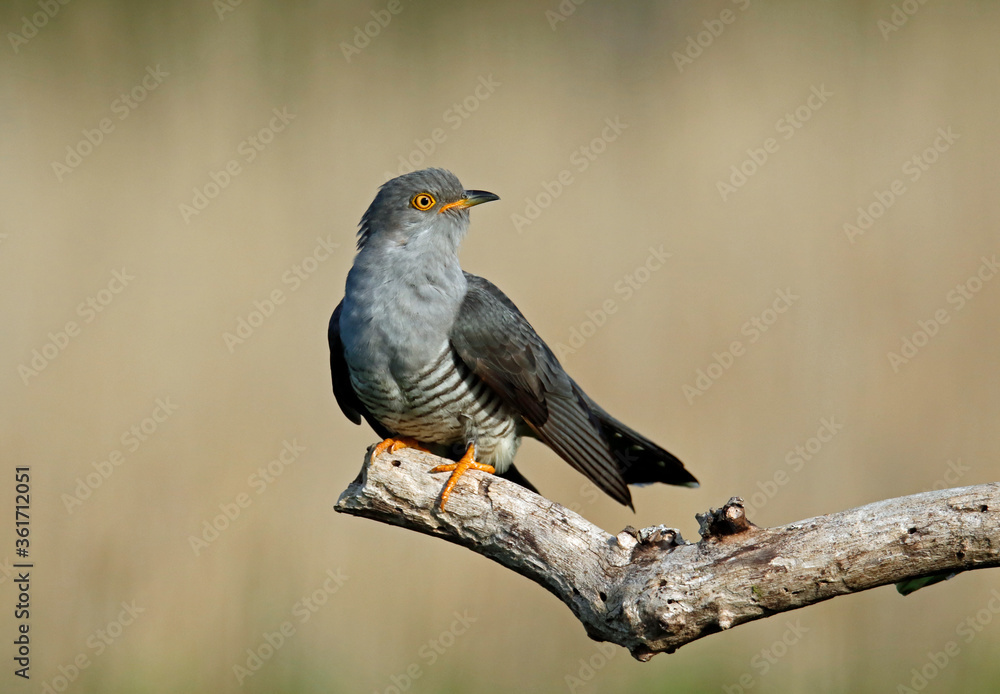 Male cuckoo feeding and displaying Male cuckoo feeding and displaying