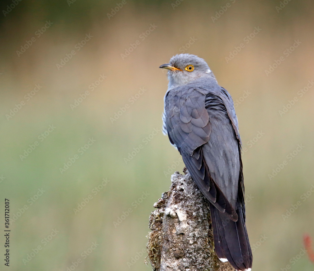 Fototapeta premium Male cuckoo feeding and displaying