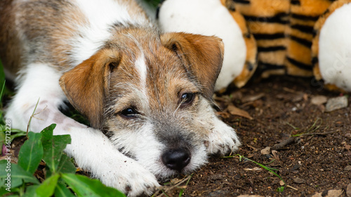 Canvas Print Sad Puppy Dog Pout