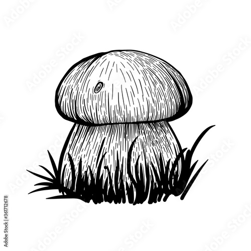 Boletus mushroom isolated on a white background. An edible sponge Mushroom with a stem and cap. Delicious autumn forest mushrooms. Vegan food. Hand drawn vector illustration