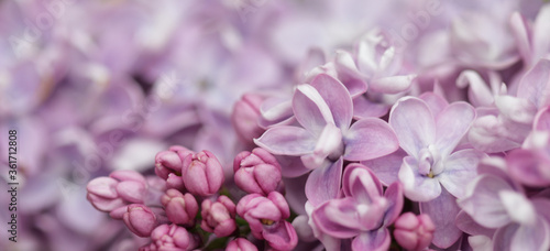 Blooming branch of purple terry Lilac in spring