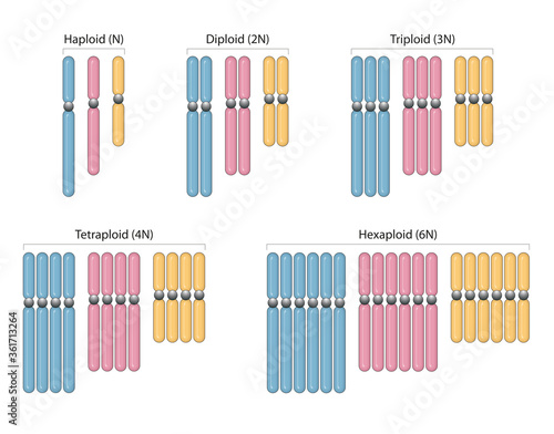 Types of polyploidy. Haploid (N), Diploid (2N), Triploid (3N), Tetraploid (4N), Hexaploid (6) photo