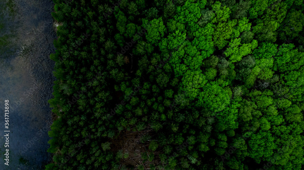 Aerial View over Forest at Lake. top Down View