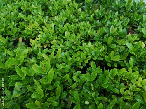 Ixora chinensis Small leaves green bush tree texture nature background