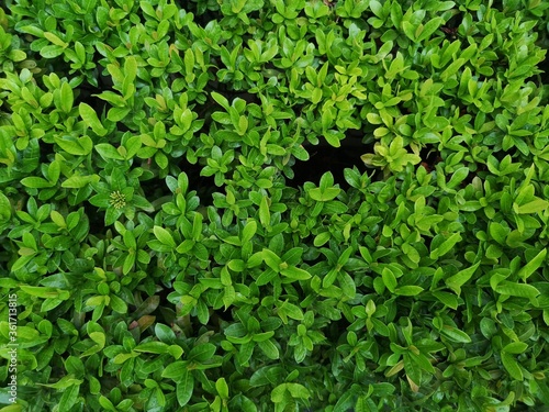 Ixora chinensis Small leaves green bush tree texture nature background