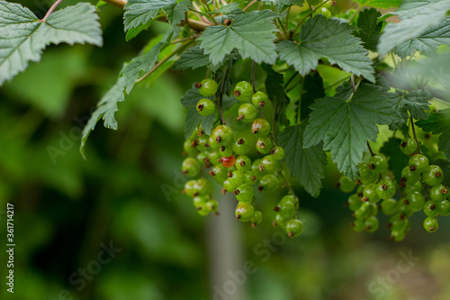 red currant berries