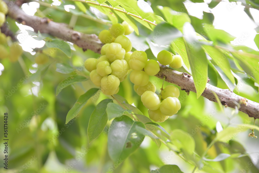 Star Gooseberry (Phyllanthus acidus) known as the Otaheite gooseberry, Malay gooseberry, Tahitian gooseberry, country gooseberry, starberry, arbari, West India gooseberry, or simply gooseberry