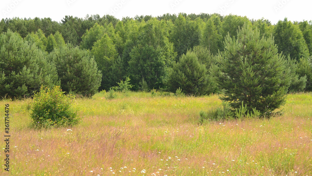 Young pine forest in the summer next to a flowering meadow. Young pine forest in the summer next to a flowering meadow.