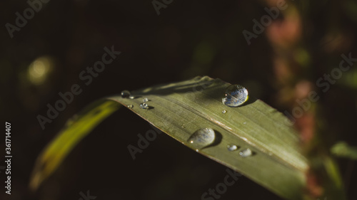 Drops of water lying on a leaf of grass in a ray of sunlight