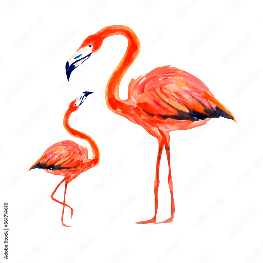 Obraz premium Mother and baby flamingo. Watercolor illustration isolated on white.