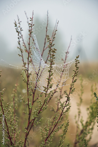 Lacy cobwebs woven on branches in dew drops on a late cold autumn morning © Kirill