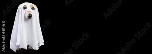 Photography Adorable Funny small white Halloween ghost carnival costume on black background