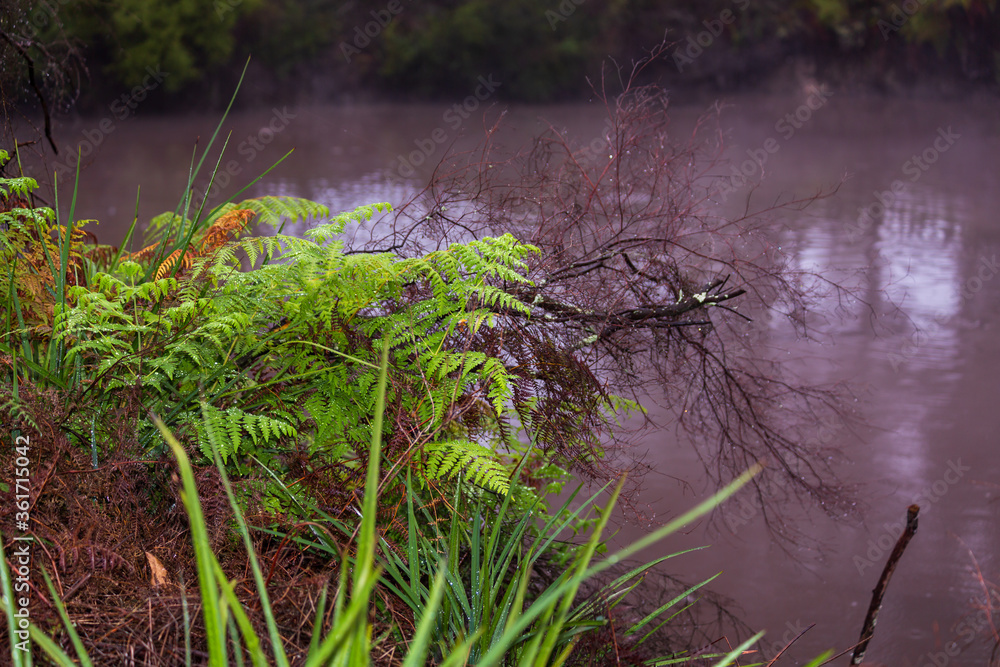 Ferns at the edge of a geothermal pond Ferns at the edge of a geothermal pond