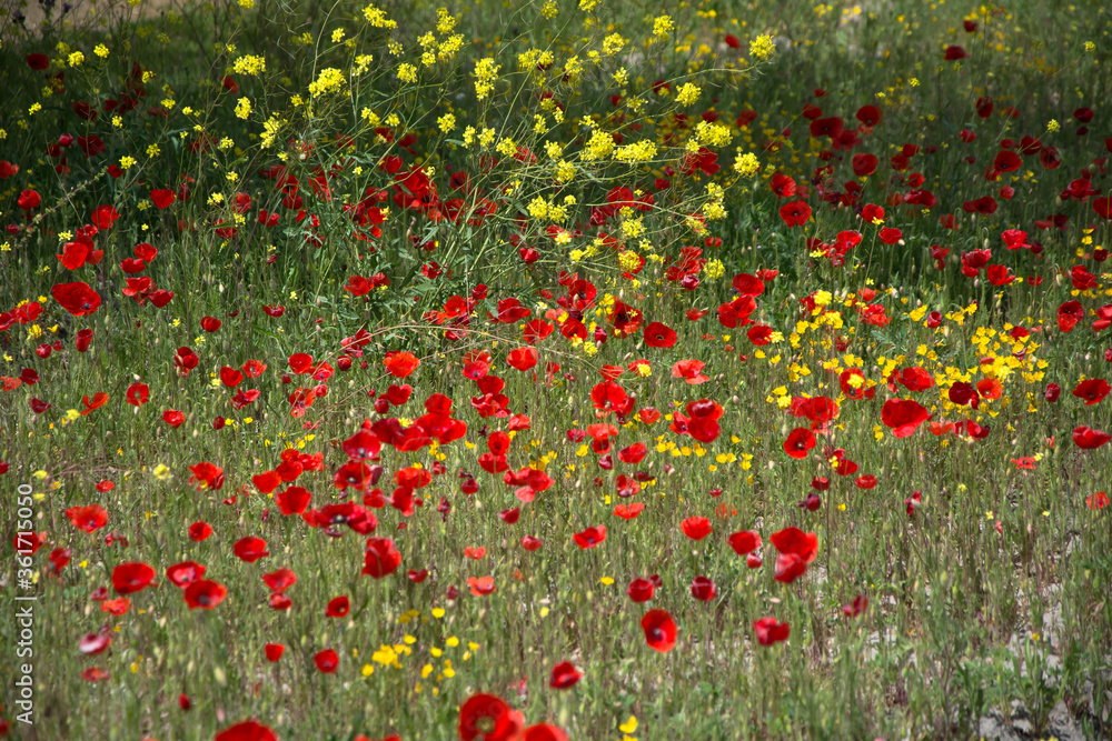 landscape of wild poppies in the field.