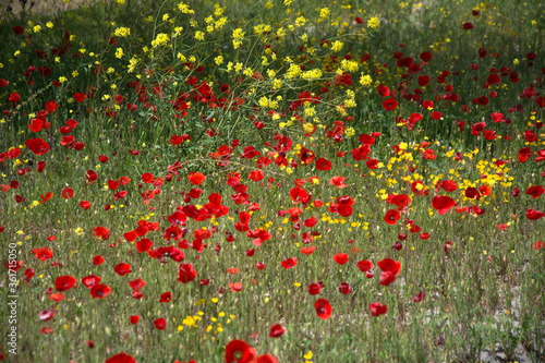 landscape of wild poppies in the field.