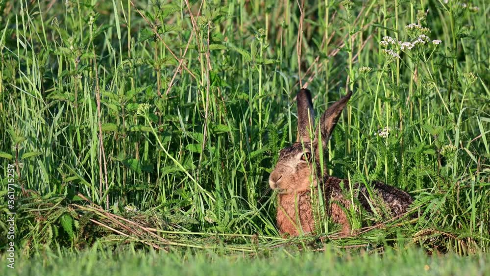 Brown hare search feed in the meadow with high grass, summer, (lepus capensis), germany Brown hare search feed in the meadow with high grass, summer, (lepus capensis), germany