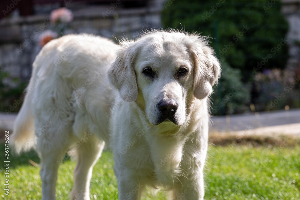beautiful golden retriever on green grass in garden beautiful golden retriever on green grass in garden