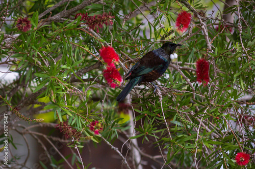 Tui