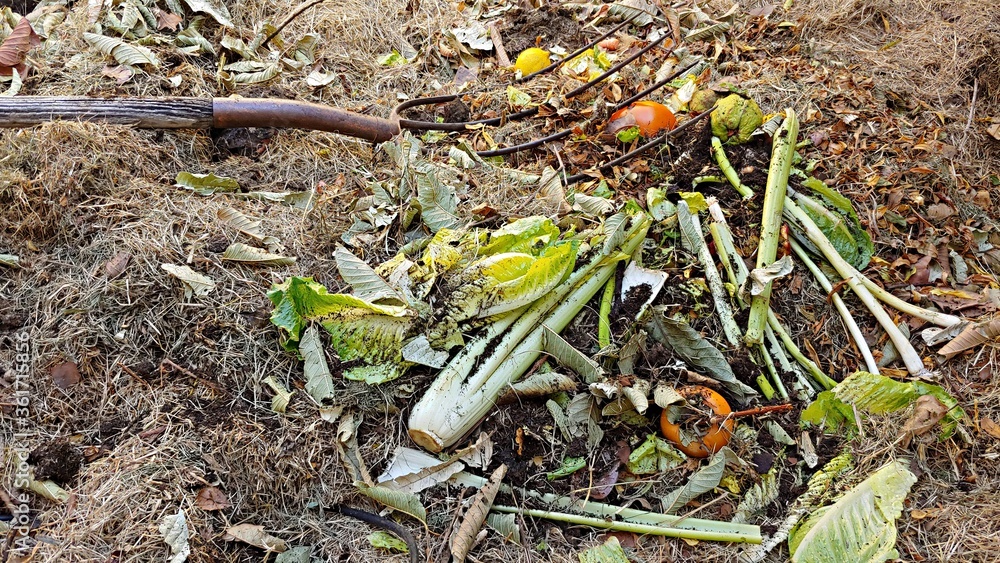 Biodegradable kitchen waste of fruits, and vegetables along with yard waste of grass and leaves make up this great organic compost pile. An old Pitchfork is also laying amongst the decomposing debris. Biodegradable kitchen waste of fruits, and vegetables along with yard waste of grass and leaves make up this great organic compost pile. An old Pitchfork is also laying amongst the decomposing debris.