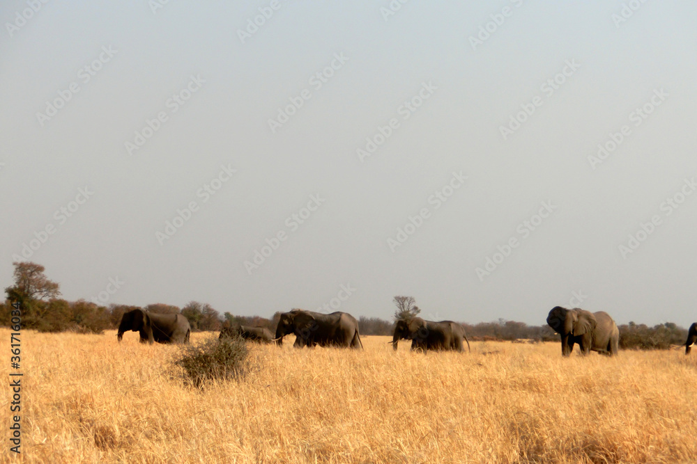 Loxodonta africana Loxodonta africana