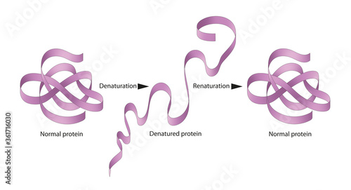 Denaturation and renaturation of Proteins photo