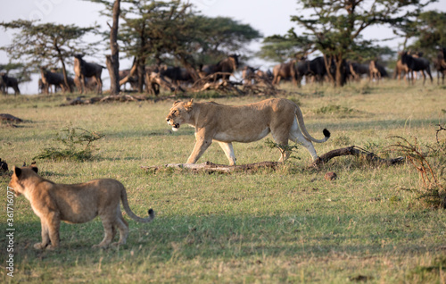 A Lion on the hunt in Kenya with Wildebeest in the background. Alert.