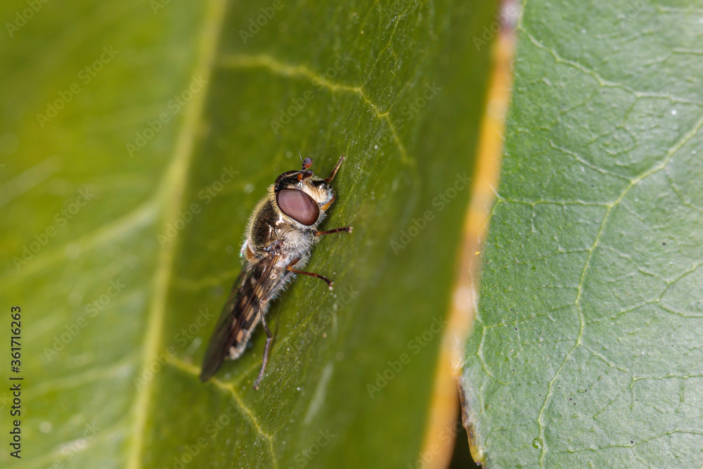 Hover Fly (Melangyna viridiceps) on a leaf Hover Fly (Melangyna viridiceps) on a leaf
