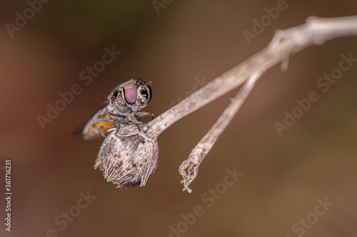 Hover Fly (Melangyna viridiceps) on a dead flower