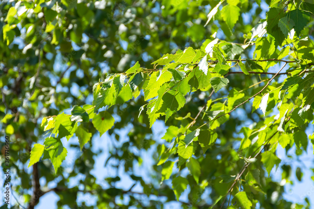 Birch leaves close-up on a branch. Green background of leaves. The sun's rays break through the birch leaves. Beautiful soft focus. Sunny day. Birch leaves close-up on a branch. Green background of leaves. The sun's rays break through the birch leaves. Beautiful soft focus. Sunny day.