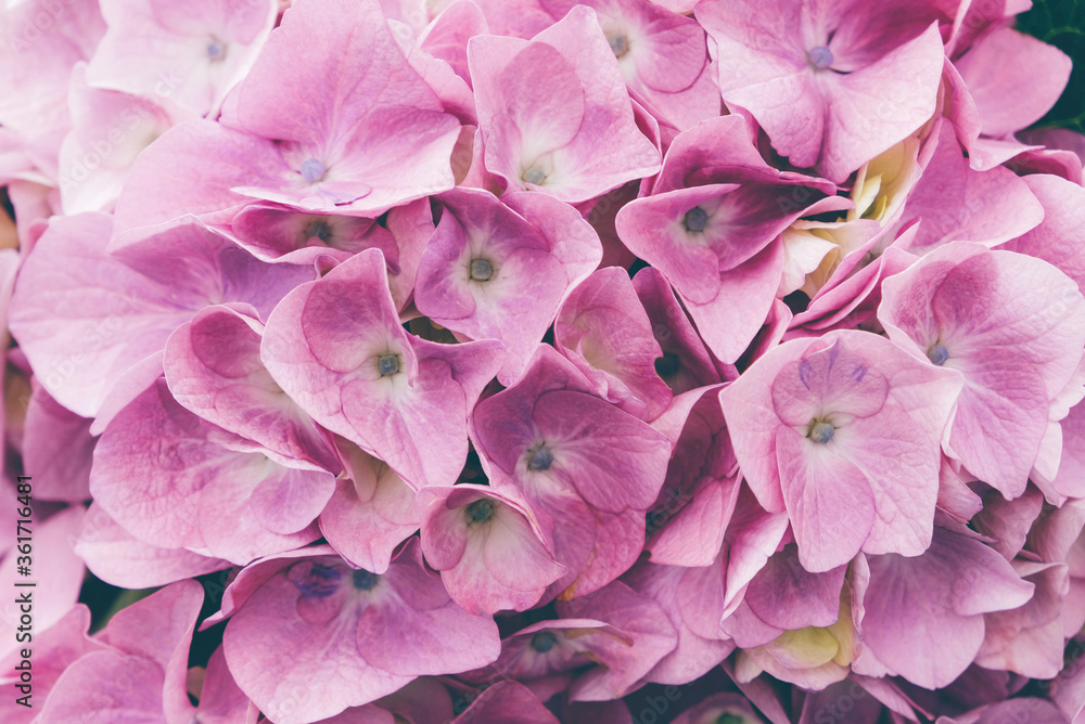 Beautiful fresh purple hydrangea flowers in full bloom. Beautiful fresh purple hydrangea flowers in full bloom.