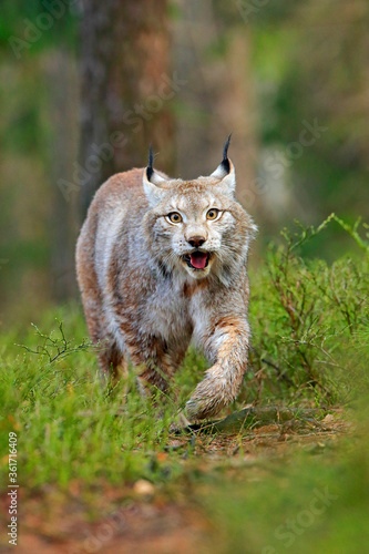 Photography Lynx in green forest