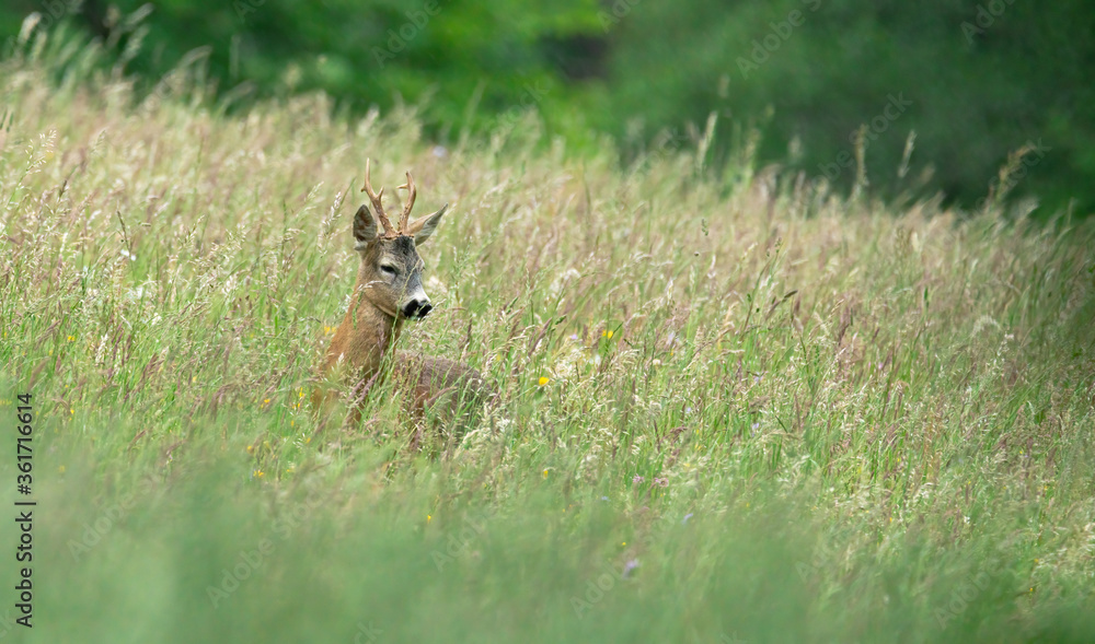 deer, tier, natur, wild lebende tiere, säugetier, wild, gras, kitz, jung, reh, deer, tier, natur, wild lebende tiere, säugetier, wild, gras, kitz, jung, reh,