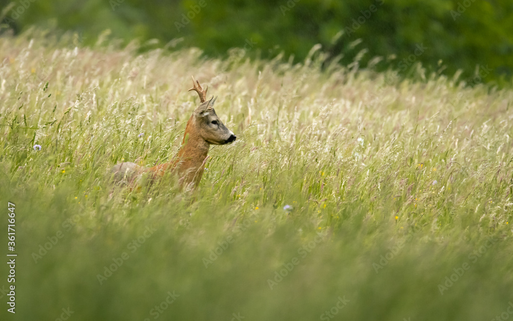 deer, tier, natur, wild lebende tiere, säugetier, wild, gras, kitz, jung deer, tier, natur, wild lebende tiere, säugetier, wild, gras, kitz, jung