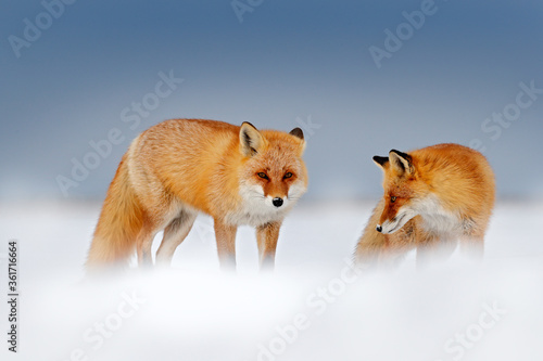 Red fox in white snow. Cold winter with orange fur fox. Hunting animal in the snowy meadow, Japan. Beautiful orange coat animal nature. Wildlife Europe. Detail close-up portrait of nice fox.