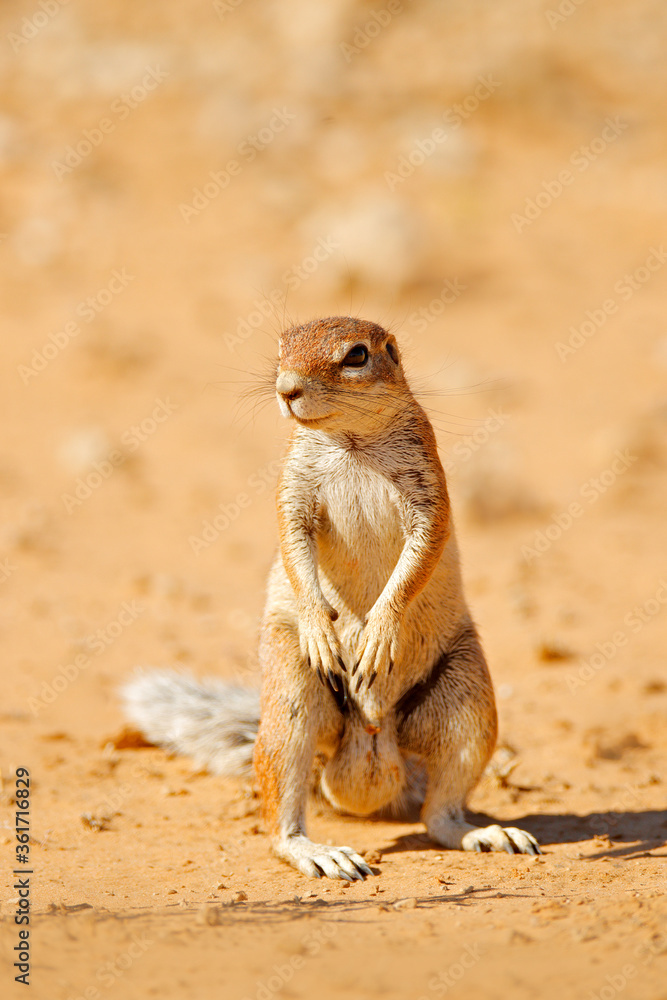 Cape ground squirrel, Xerus inauris, cute animal in the nature habitat,  Spitzkoppe, Namibia in Africa. Squirrel sitting in sand, sunny day in nature.  Stock Photo | Adobe Stock