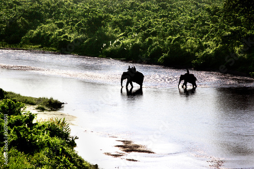Two domestic elephant in jungle safari at Gorumara National Park, Dooars, West Bengal, India. Two elephants are crossing the Murti river at Gorumara jungle safari. Morning landscape in Dooars, India. photo