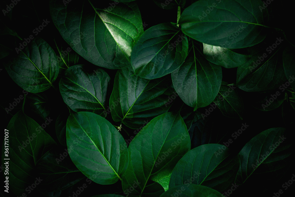 closeup nature view of green leaf background and dark tone closeup nature view of green leaf background and dark tone
