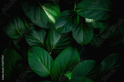 closeup nature view of green leaf background and dark tone © Nabodin