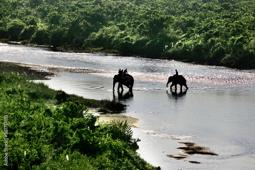 Two domestic elephant in jungle safari at Gorumara National Park, Dooars, West Bengal, India. Two elephants are crossing the Murti river at Gorumara jungle safari. Morning landscape in Dooars, India.
