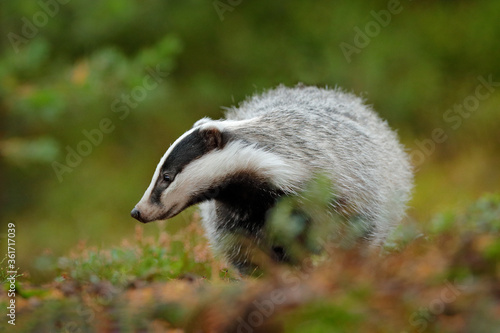 Badger in the forest. Hidden in bushes of cranberries. Nice wood in the background.
