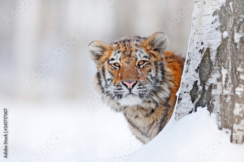 Wildlife Russia. Tiger, cold winter in taiga, Russia. Snow flakes with wild Amur cat. Tiger snow run in wild winter nature. Siberian tiger, action wildlife scene with dangerous animal.